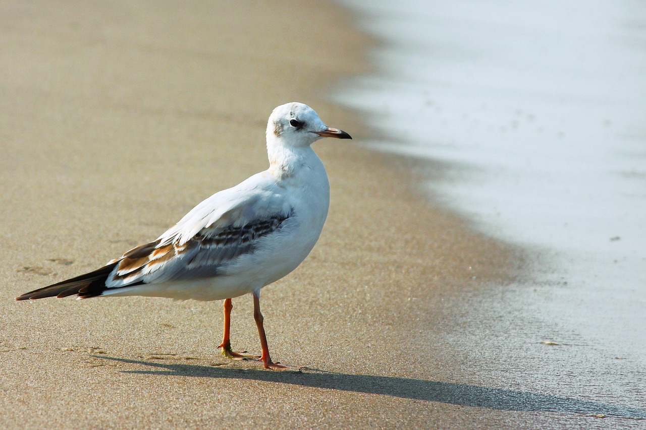 Möwe am Ostseestrand